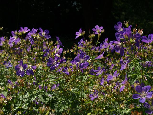 Ger sylvaticum Birch Lilac_2.JPG
